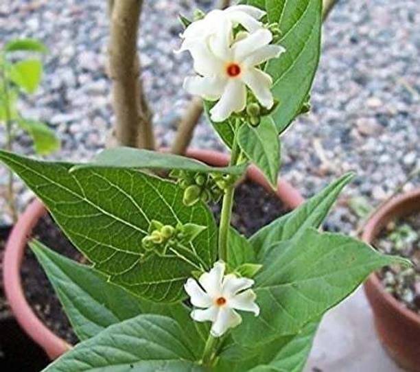 ADANNAYA Parijat/Harsingar Plant