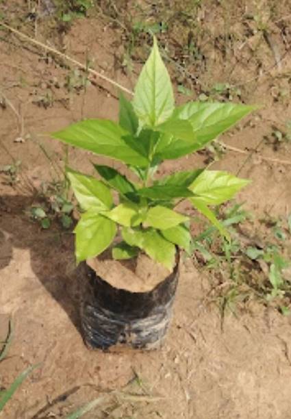 Adrita Parijat/Harsingar Plant