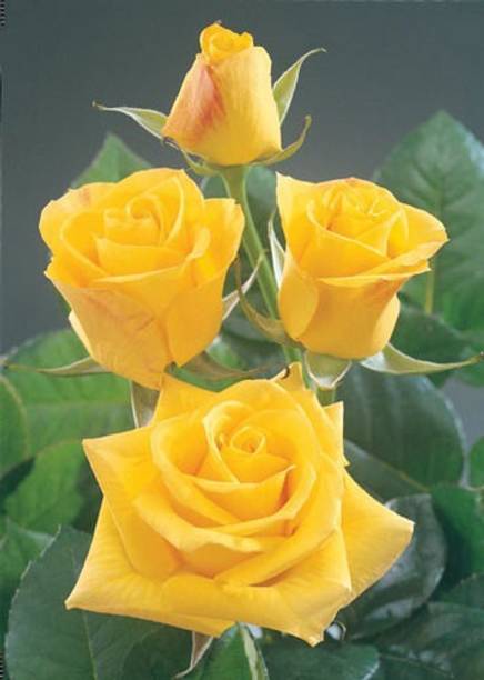 Cloud Farm Rose Plant