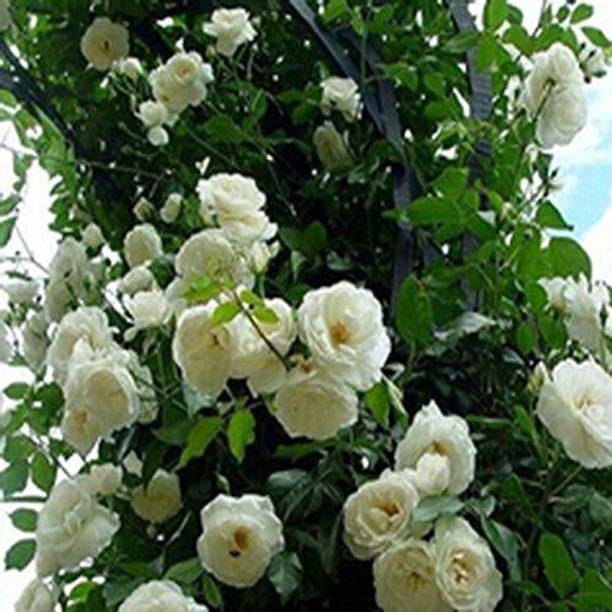 EZtect Rose Plant