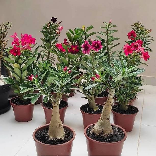 Marinetree Adenium Plant