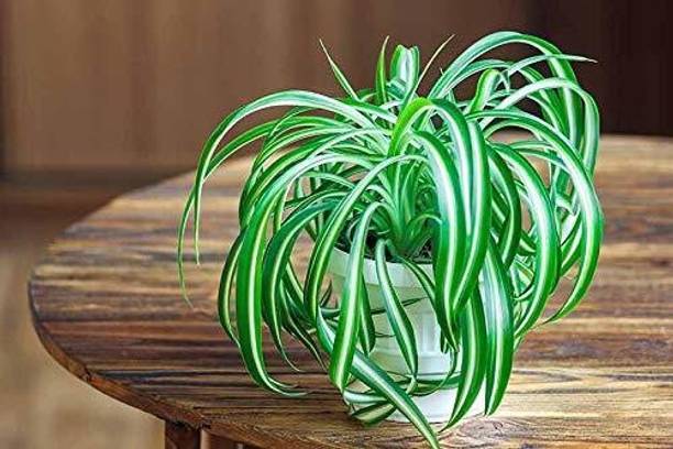 HALDER Spider Plant