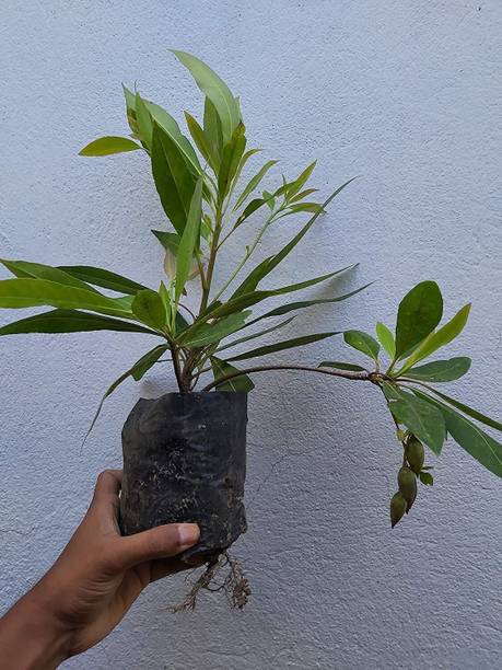 GREENCITY Rudraksh Live Plant