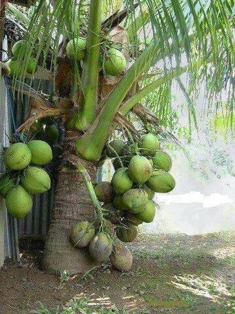 SBGARDEN Coconut Plant