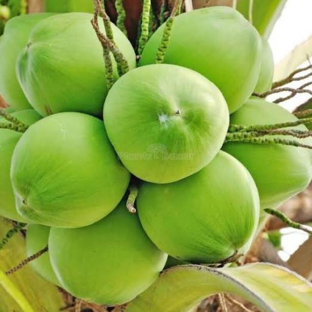 PlantShops Coconut Plant