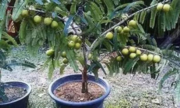 Cloud Farm Amla Plant