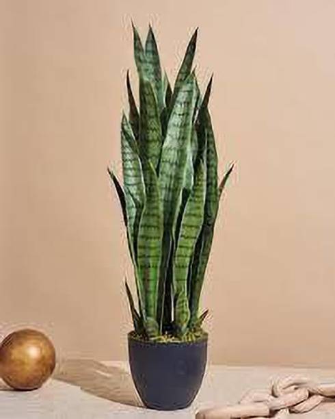 Adrita Snake Plant