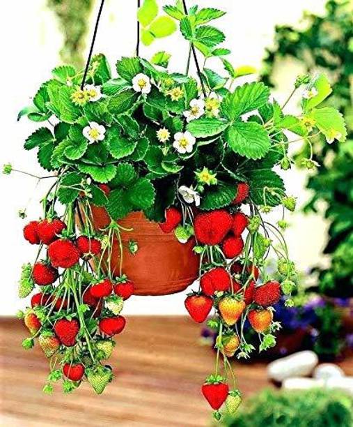My Dream Nursery Strawberry Plant