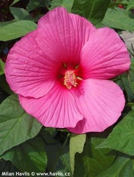 Bakuchi Hibiscus Plant
