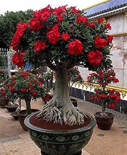 Wrenna Adenium Plant
