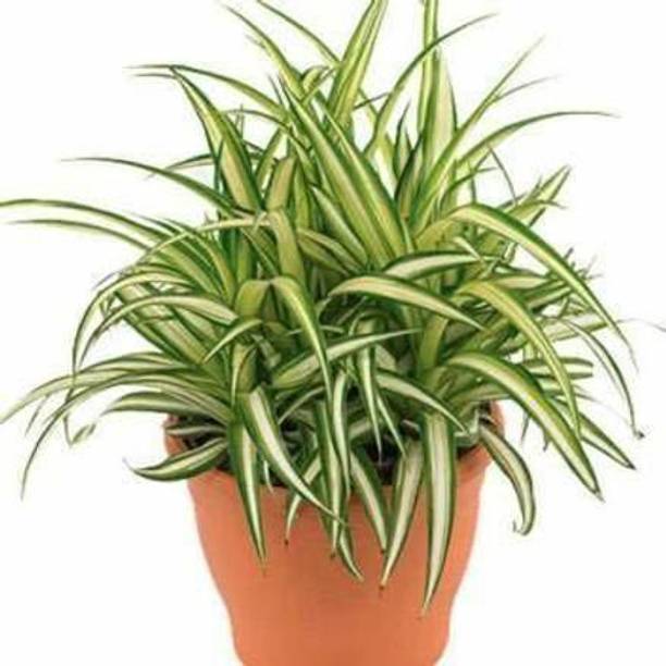 Aclipastal Spider Plant