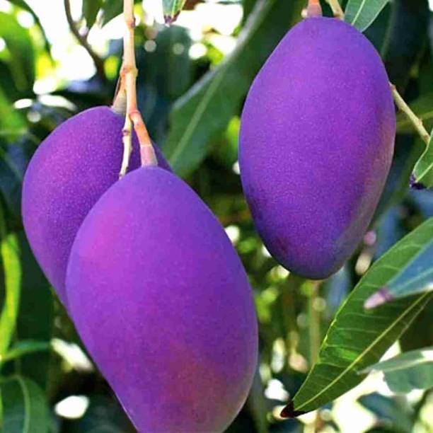 LaughEarth Mango Plant
