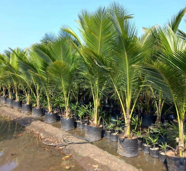 greenhousestore Coconut Plant