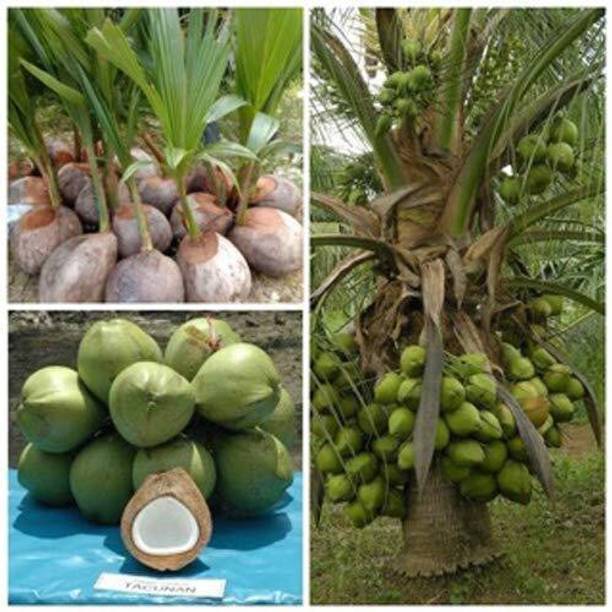 MHIMI Coconut Plant