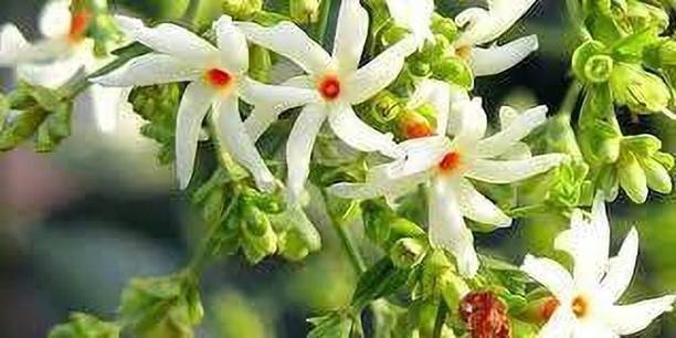 Aclipastal Parijat/Harsingar Plant