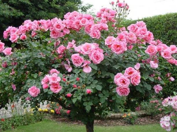 FURYHUB Rose Plant