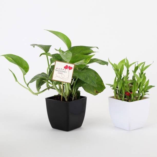 Wrenna Money Plant
