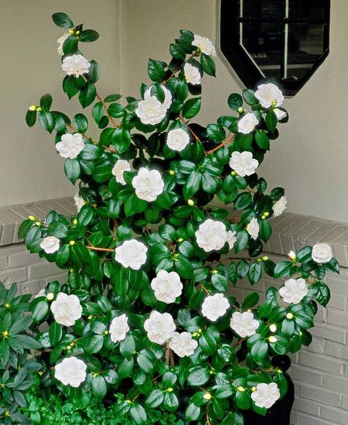 Aclipastal Rose Plant