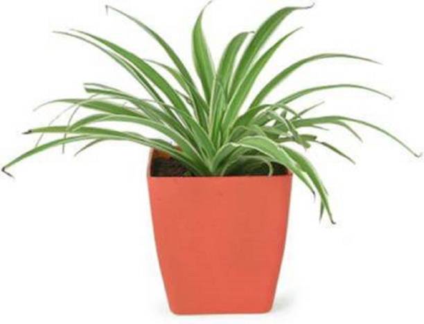 Adrita Spider Plant