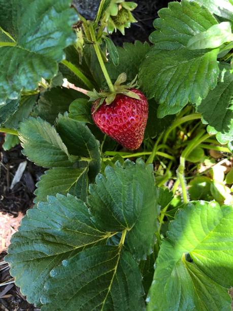 Cloud Farm Strawberry Plant