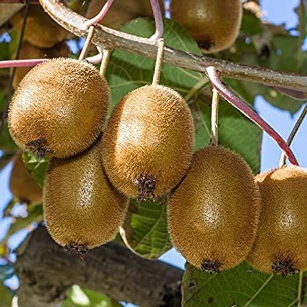 greenhousestore Kiwi Plant