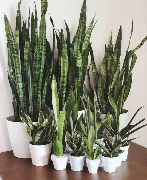 Barnaby Snake Plant