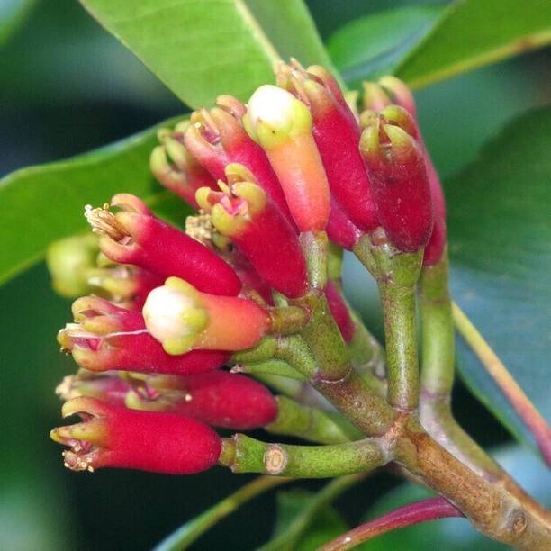 Darjeeling Planters Clove Plant