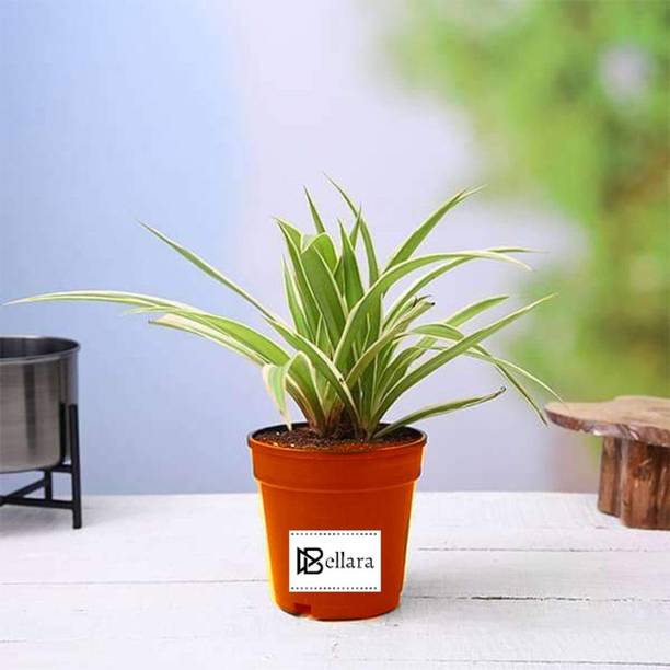 SHREYAGREEN Spider Plant