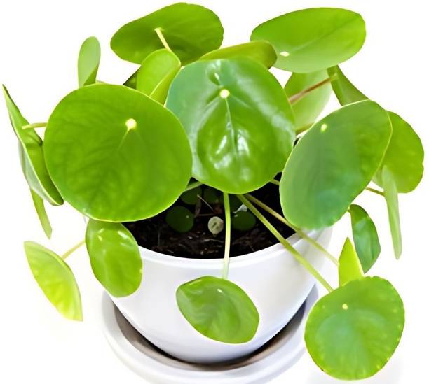 AGNES Money Plant