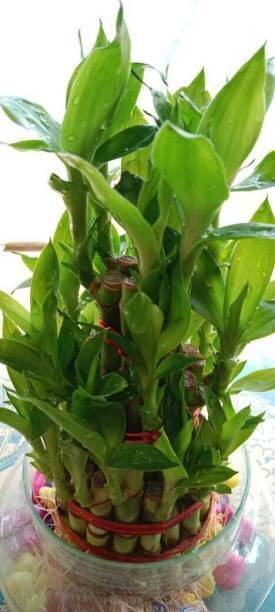 GreenyOn Two Layer Bamboo Plant
