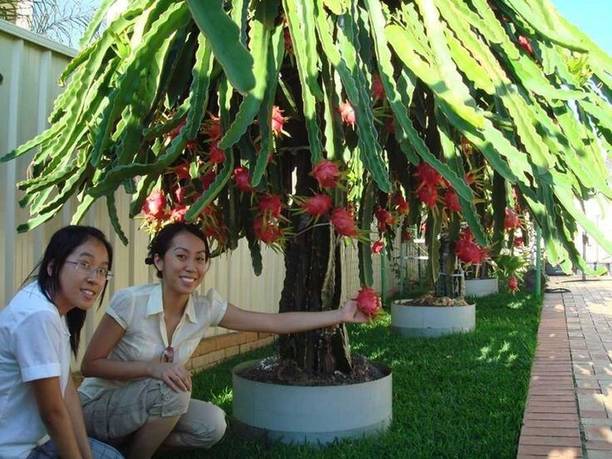 FUEGOASIS Dragon Tree