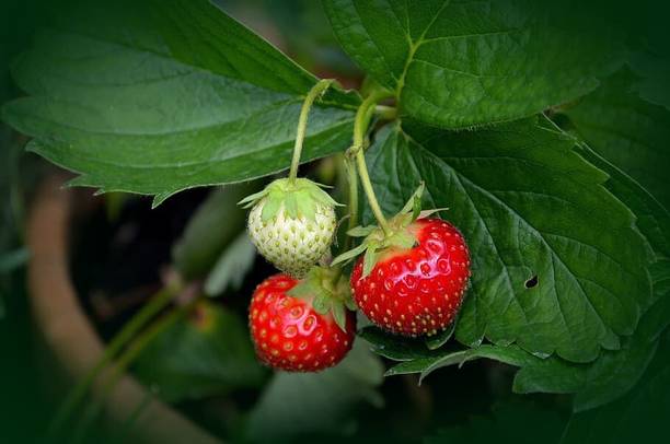 Agacha Strawberry Plant