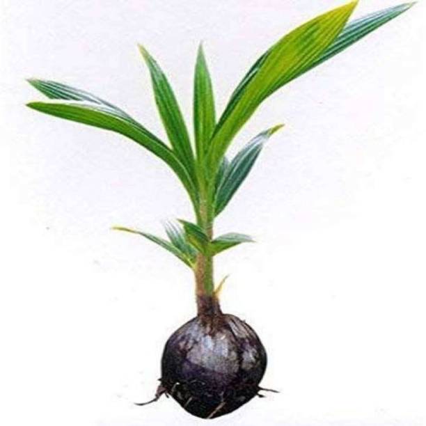 greenhousestore Coconut Plant