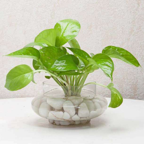 Samarthgreens Money Plant