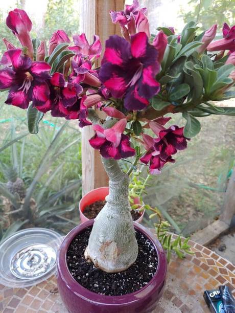 SHREYAGREEN Adenium Plant