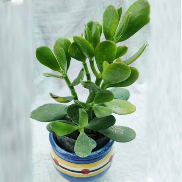 Aclipastal Jade Plant