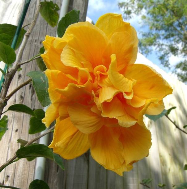 the green dotcom Hibiscus Plant