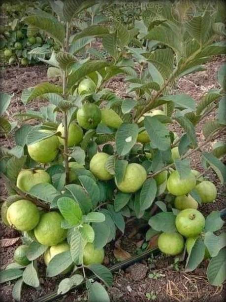 Cloud Farm Guava Plant