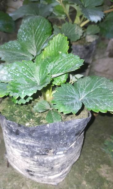 Wrenna Strawberry Plant
