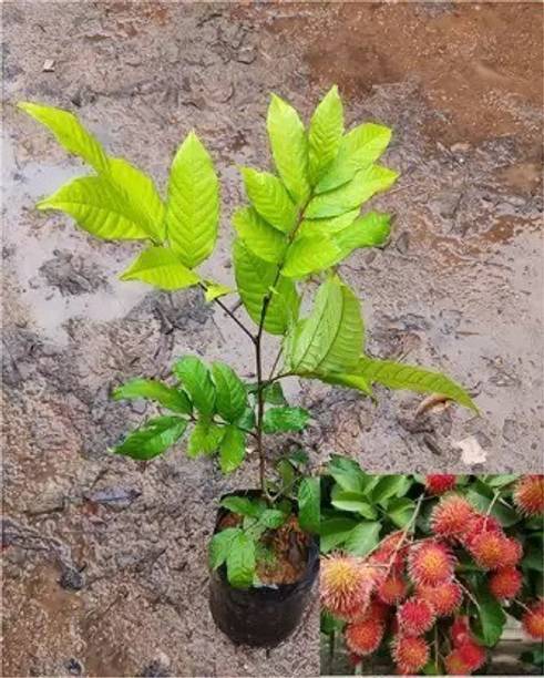Cloud Farm Rambutan Plant