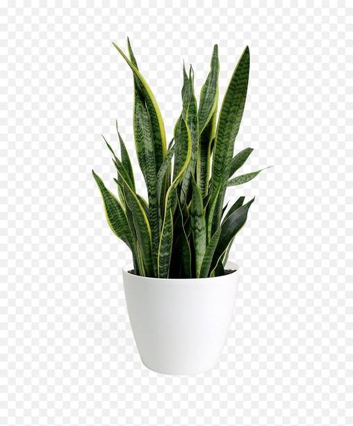 Barnaby Snake Plant