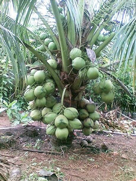 SBGARDEN Coconut Plant