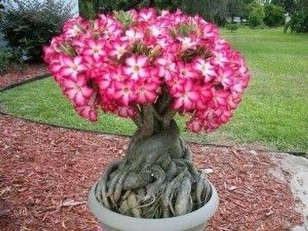 Adrita Adenium Plant
