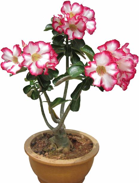 DHARAPRAKRITI Adenium Plant