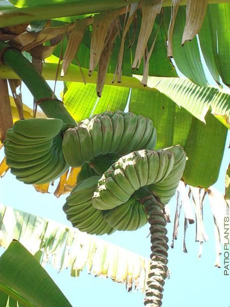 MagicQueen Banana Plant