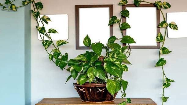 AloGardening Money Plant
