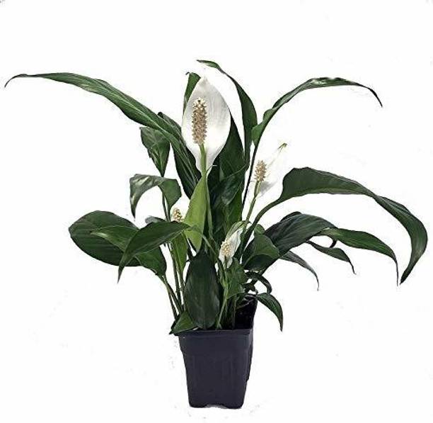 SHREYAGREEN Spider Plant