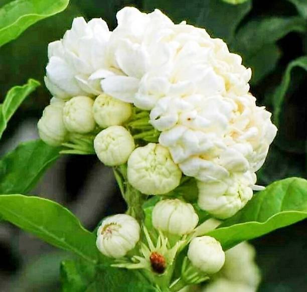 Adrita Jasmine Plant