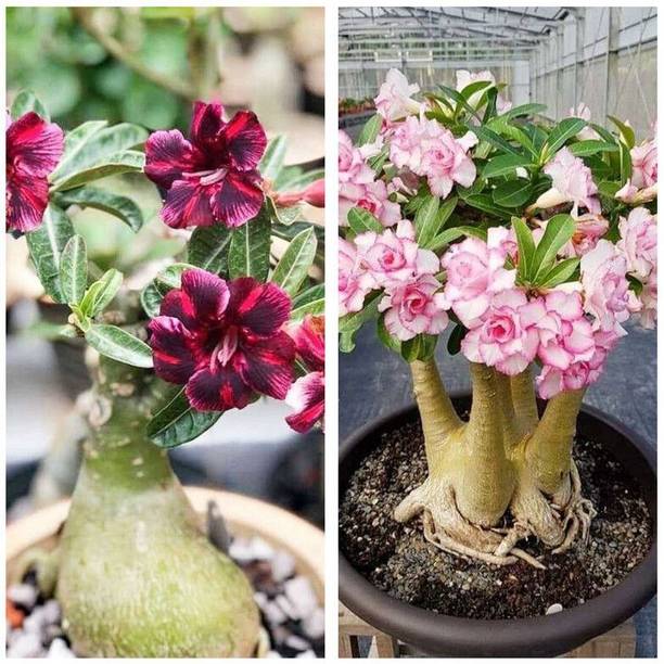 PetalPath Adenium Plant