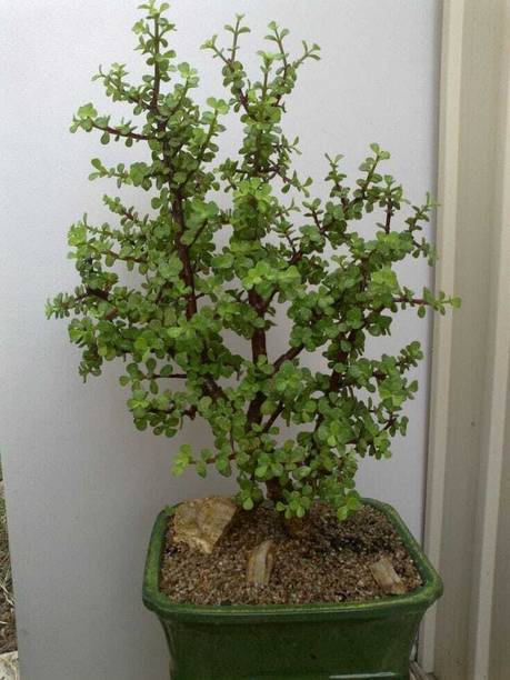 AGNES Jade Plant